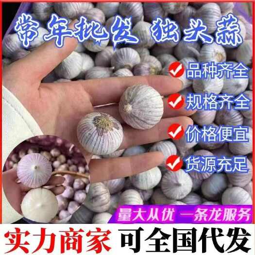 宾川县独头蒜，紫皮，产地直发，全国发货