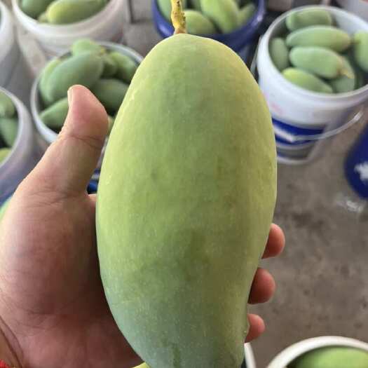 田东县桂七芒果，果园现摘直发
