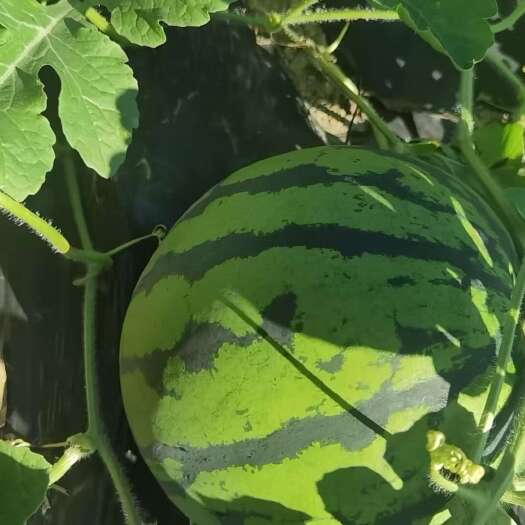 西瓜