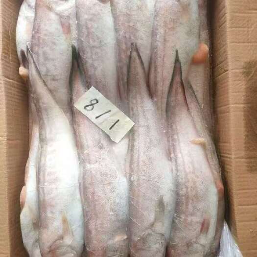 临沂凤尾鱼