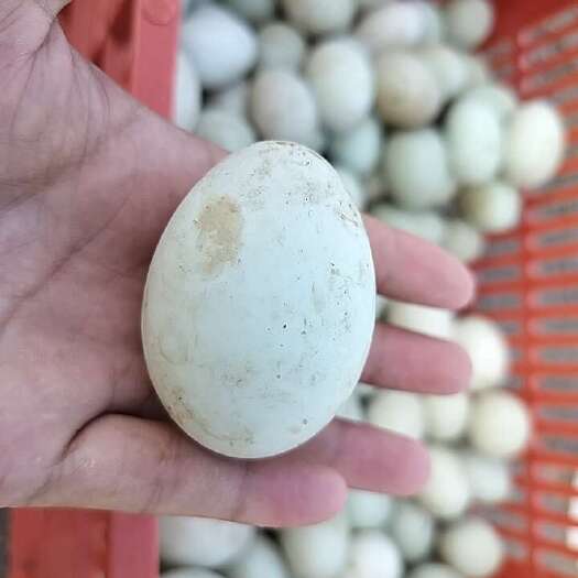肇庆新鲜鸭蛋