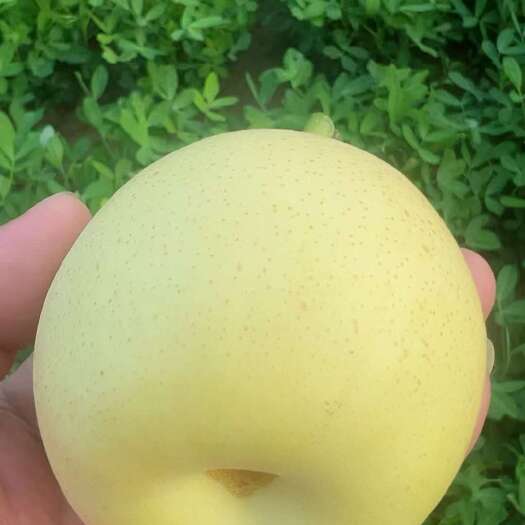 威县黄冠梨