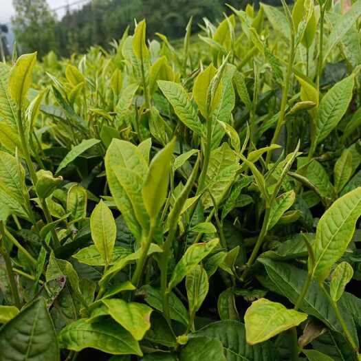 广南县绿茶原产地   自家茶地   自家加工    喜欢就来聊价