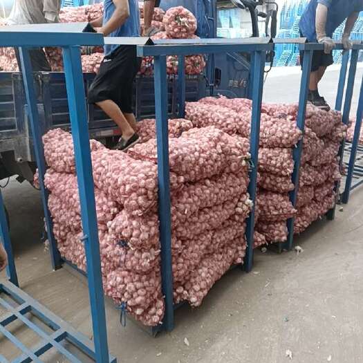 杞县销售季节性蔬菜大蒜，大青椒，长豆角土豆洋葱