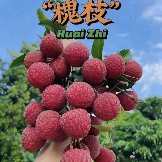 广州荔枝产地直销头花大果靓货