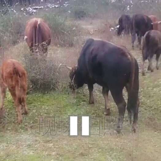 永州土黄牛批发