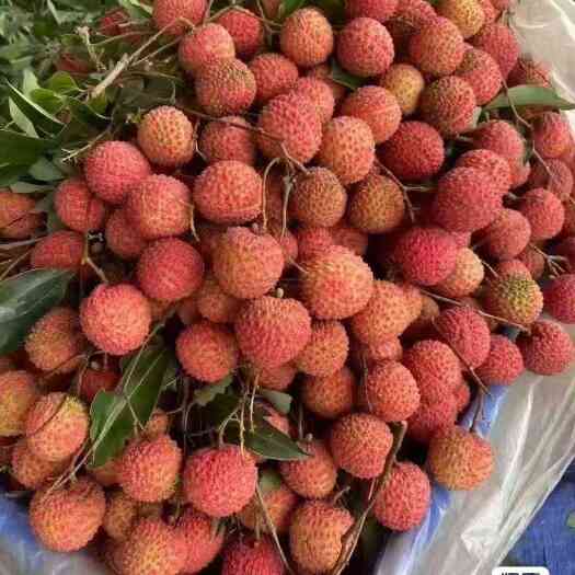 高州市新鲜荔枝批发
