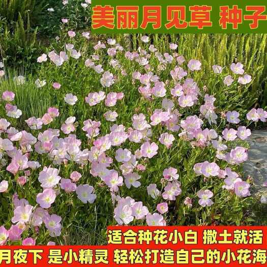 沭阳县美丽月见草种子多年生耐寒花种子春夏秋播种