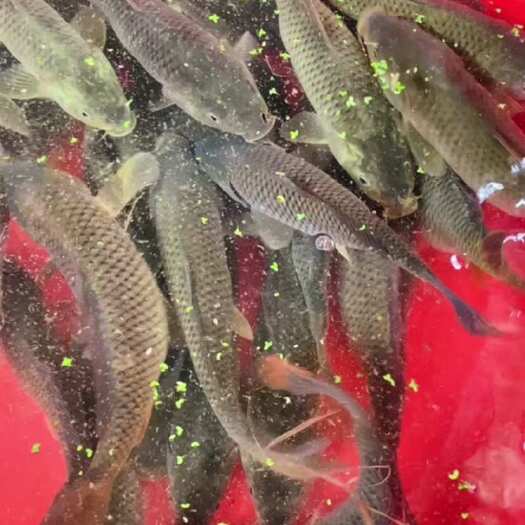 丹寨县贵州稻花鱼