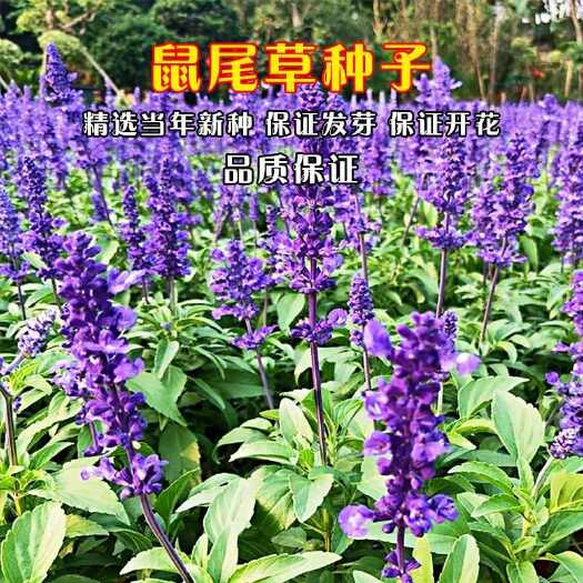 沭阳县蓝花鼠尾草种子易活春秋播多年生花种花海园林绿化四季景花种籽子