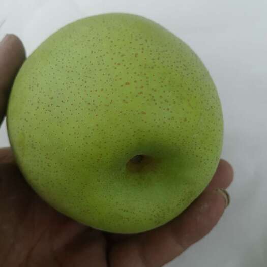 砀山县青皇冠梨，白皇冠梨。大量上市