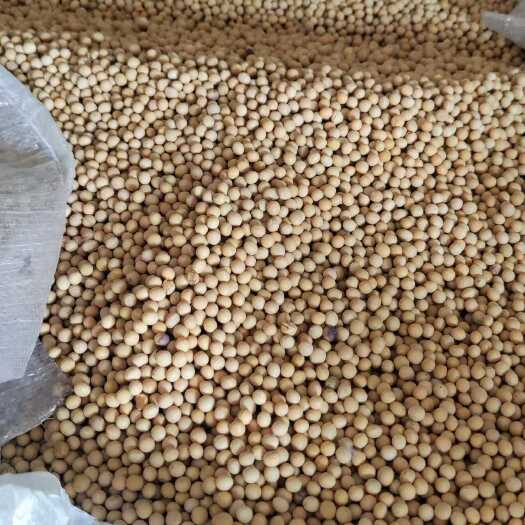 安国市国产精选黄大豆 产自黑龙江牡丹江，做豆腐豆浆专用。