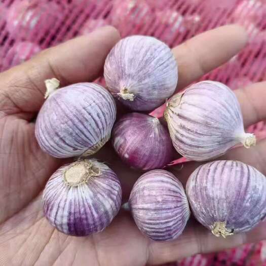 沂水县独头蒜 一手货源 规格齐全 全国发货