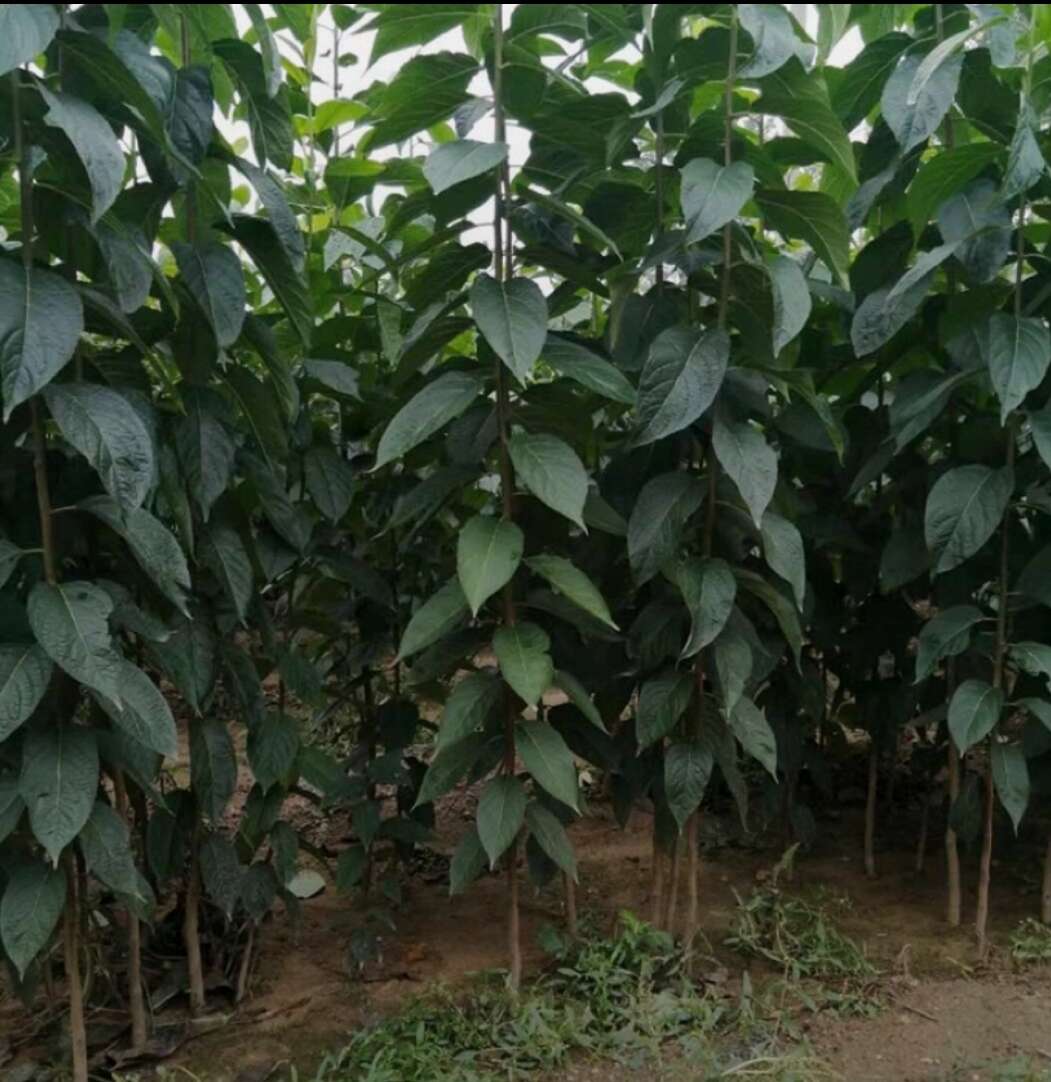 苍溪县杜仲苗中药材耐寒耐旱南北方均可栽植投资少用工少效益高包邮