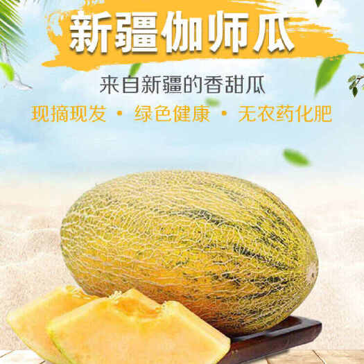 温岭市【顺丰包邮】新疆伽师瓜八六王蜜瓜6-8斤/8-10斤/个
