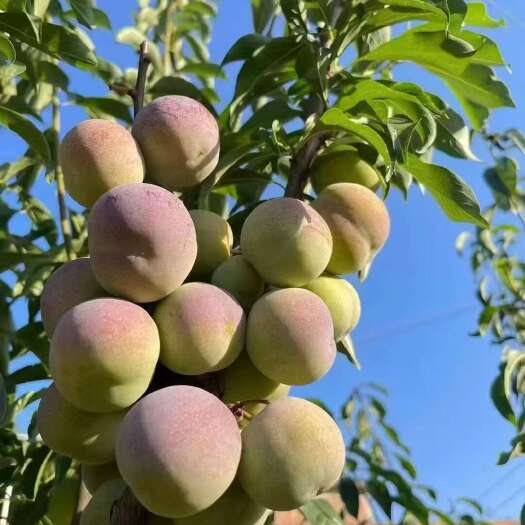 绥江县半边红脱骨李（茵红李）大量上市 自家种植 欢迎咨询 可代发