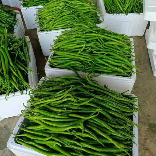 费县线椒，条形直，颜色好，大量上市，货源充足