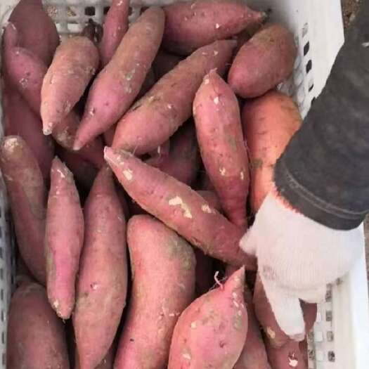 行唐县板薯