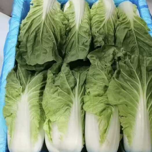 金华黄白