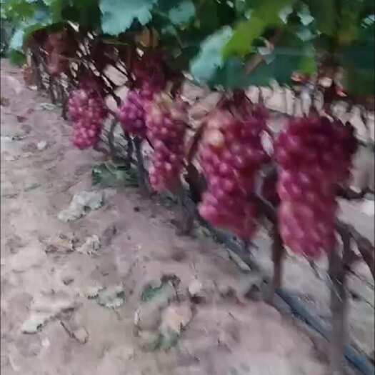 鲁山县河南鲁山巨峰葡萄新鲜水果浆果类批发直供