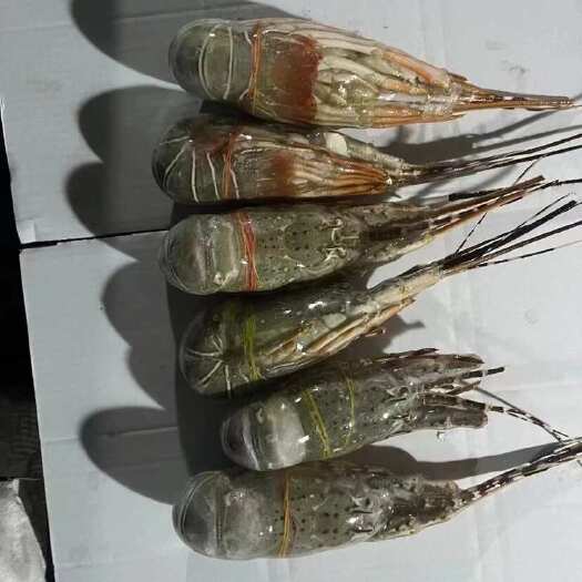 上海小青龙 18保护冰