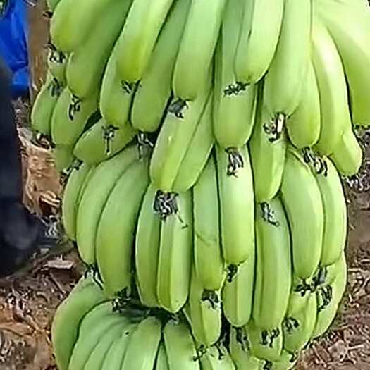 临高县香蕉