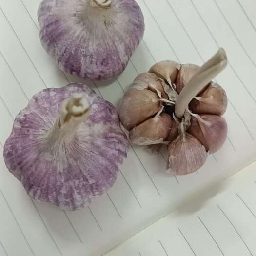 金乡县出售金乡纯太空蒜种，净蒜，产量高，皮色好