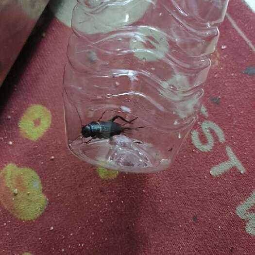 徐闻县蛐蛐