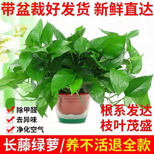 广州绿萝盆栽 广东广州花都区发货 苗木花草室内绿植