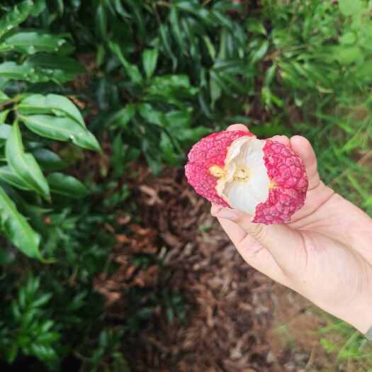 福建漳浦蜜丁香荔枝 新鲜当季水果 农家直供