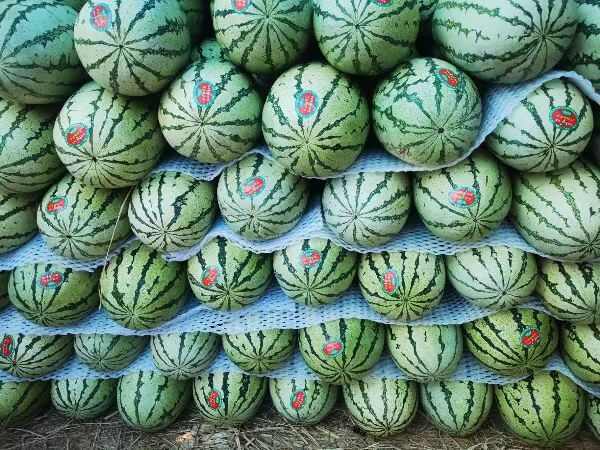 靖远县甘肃硒砂瓜