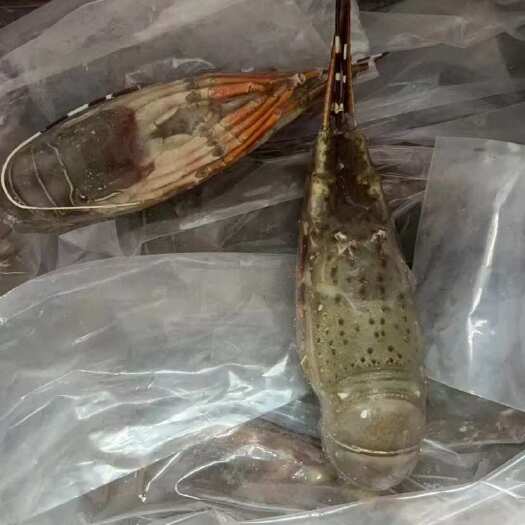 越南小青龙