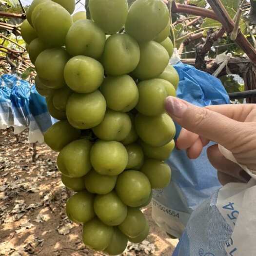 大荔县陕西大棚阳光玫瑰上市