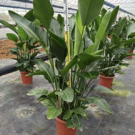 天堂鸟 鹤望兰 出售 福建 袋 盆 苗 花镜 树 批发 零售