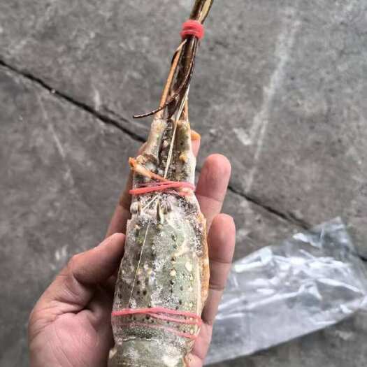 上海越南小青龙