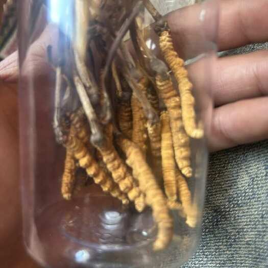 索县冬虫夏草