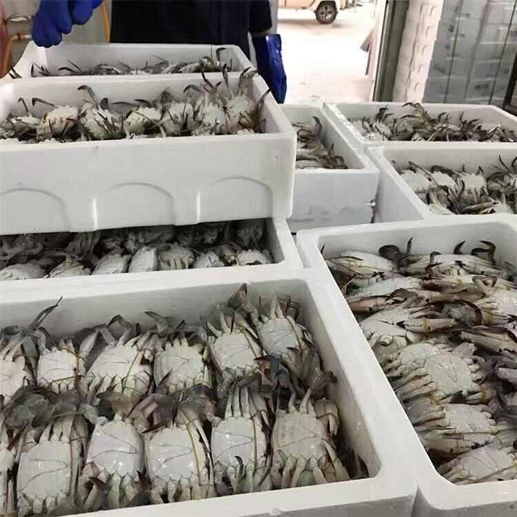 一手货源梭子蟹规格不一样价格不一样市场行情会有浮动量优惠