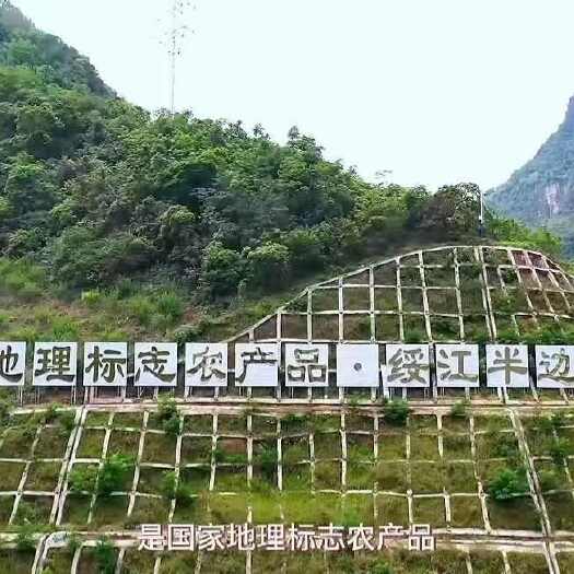 绥江县半边红（茵红李）脆甜脱骨