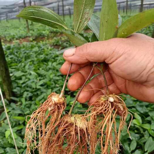 绥宁县黄精种苗，多花姜型黄精（药典品种），提供技术指导