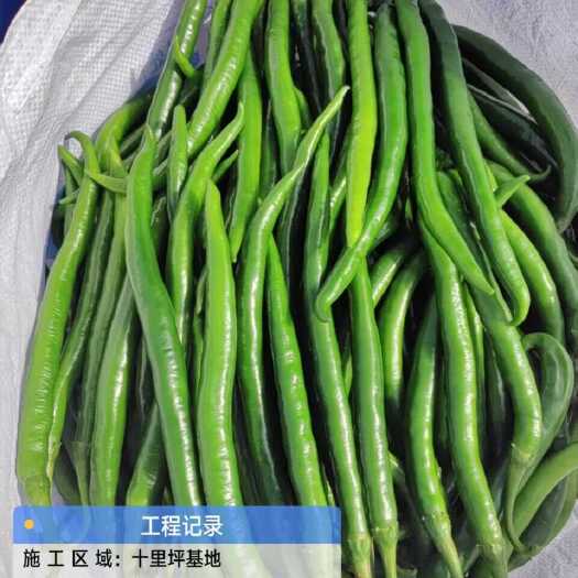 兴义市辣椒基地直发2000亩。线椒，牛角椒