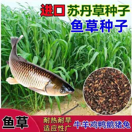 沭阳县苏丹草种子养鱼牧草耐热耐旱多次收割猪牛羊鸡鸭鹅都可食用