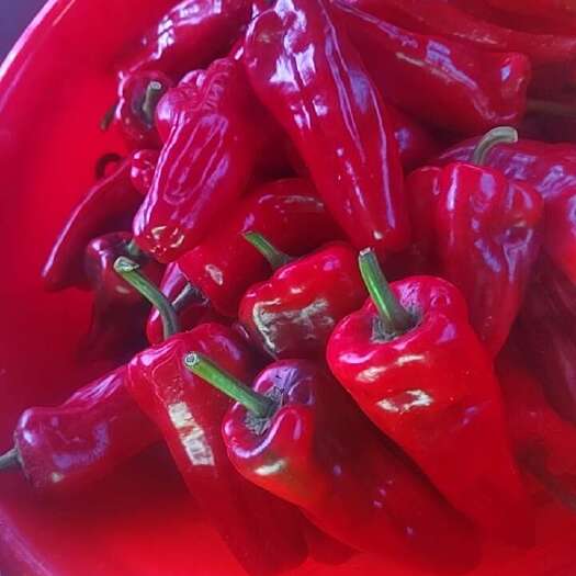 祁门县鲜红辣椒，个大饱满，颜色红润漂流，无农残，微辣