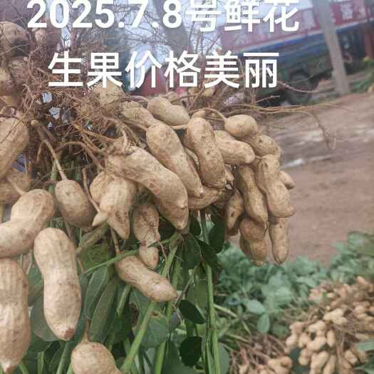 开封新鲜花生