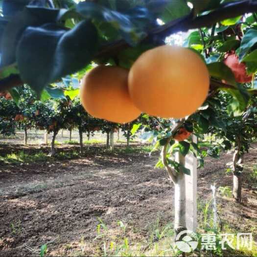 临沂山东临沂秋月梨产地直销 整车代办服务