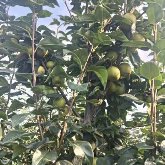 钟祥市果园直供 翠冠梨