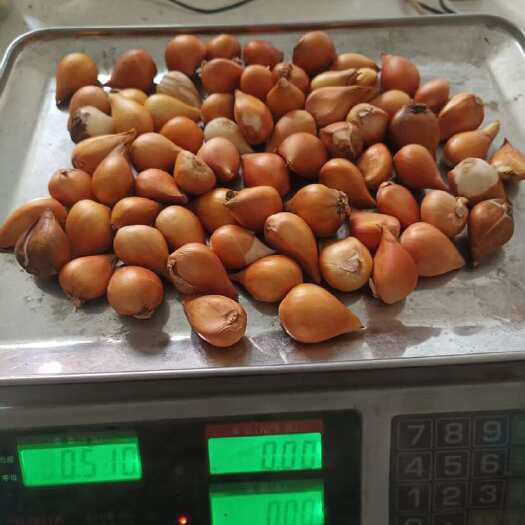凌源市郁金香种球，电商，园林绿化，郁金香花海，可繁育大种球。