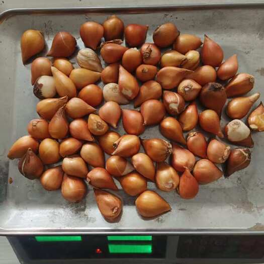 凌源市郁金香种球，电商，园林绿化，郁金香花海，盆栽，地栽繁育种球