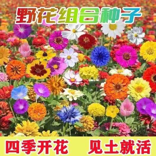 沭阳县四季野花组合多年生草本美化乡村工程绿化庭院种植不挑土壤易成活