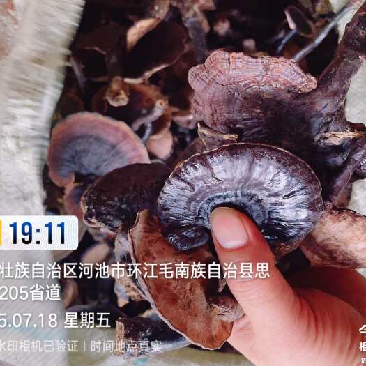 环江县自然黑灵芝