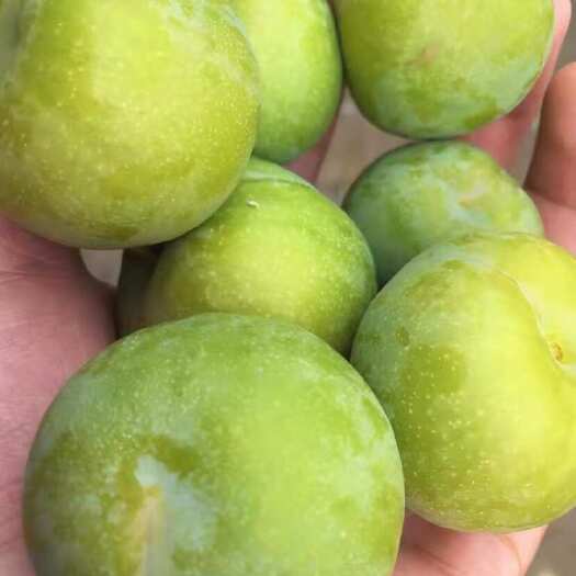 大荔县陕西大荔 青脆 李子
